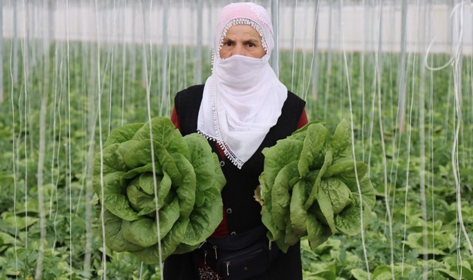 Erzincan’ın seralarında yetişiyor: Yıllık 180 bin adet üretiliyor….