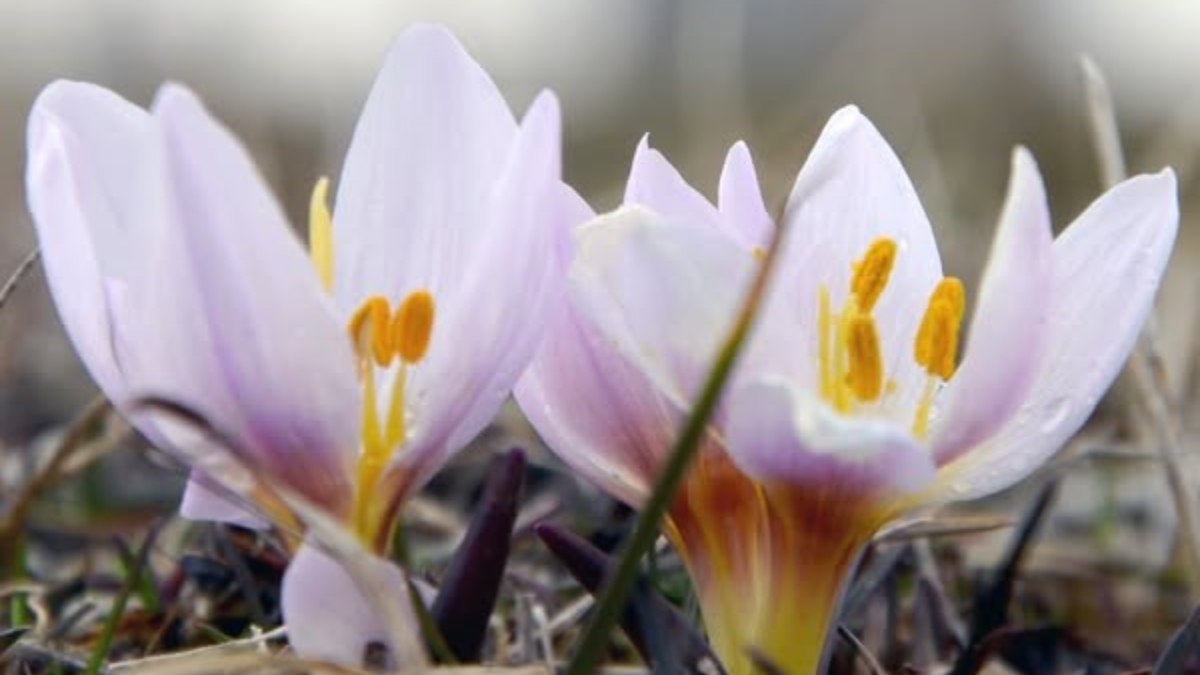 Erzurum Ovası’nda bahar çiçekleri