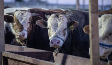 ESK, kurban pazarlarında kalan hayvanları satın alacak