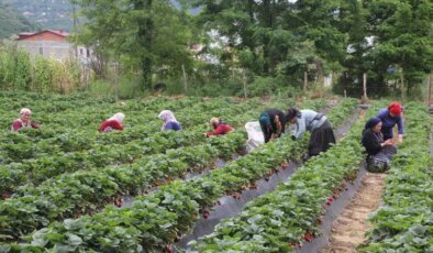 Fındık yanınca, yeni gelir kapısı oldu! Rekolte yıllık bin 500 ton…