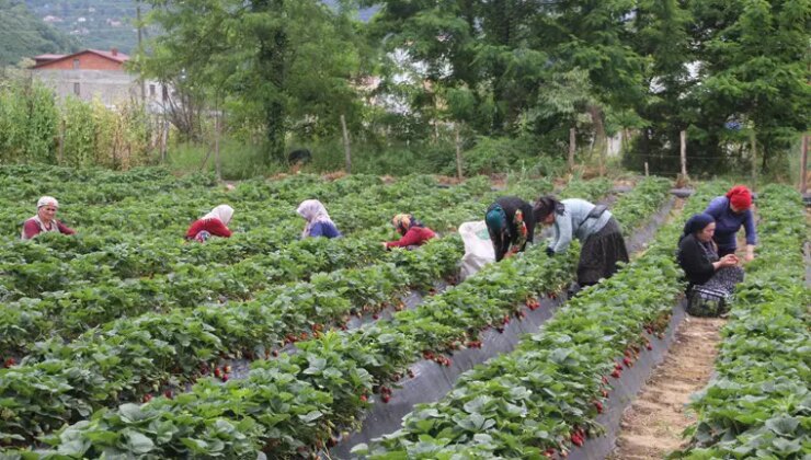 Fındık yanınca, yeni gelir kapısı oldu! Rekolte yıllık bin 500 ton…