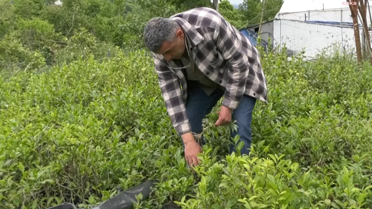 Fındıklı Ziraat Odası Başkanı Özsoy, yaş çay alımında çiftçiye 5 lira destekleme ücreti ödenmesini istedi
