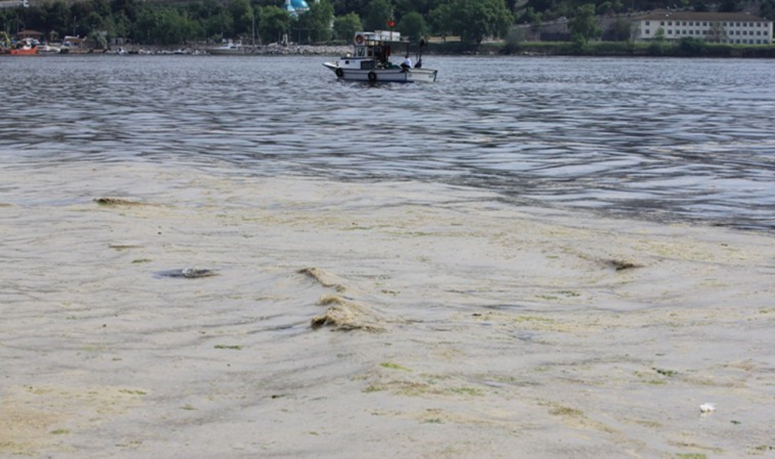 Gemlik Sahilleri’nde felaketin görüntüsü: Müsilaj balık yumurtalarını öldürüyor
