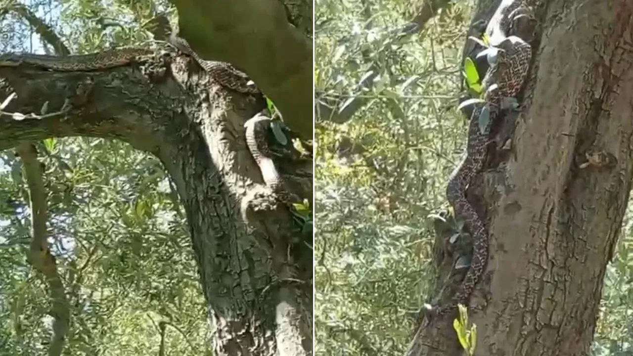 Görenler gözlerine inanamadı: Zeytin ağacında 2,5 metrelik yılan görüntülendi!