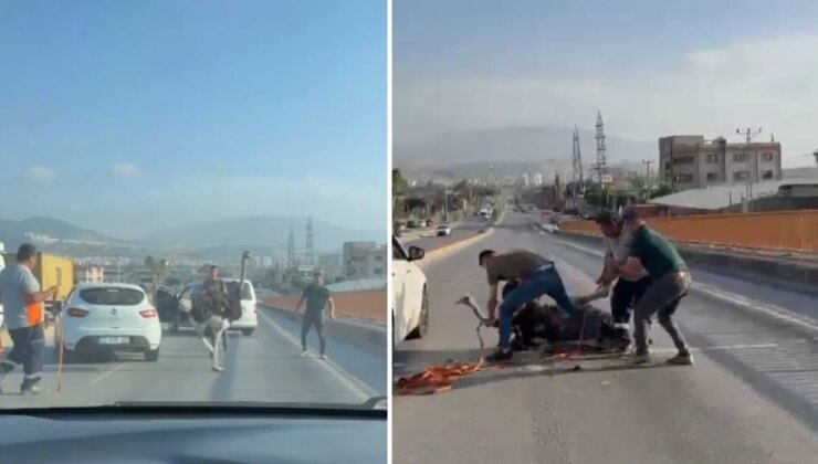 Güçlükle yakaladılar: Çiftlikten kaçan deve kuşu ortalığı birbirine kattı!