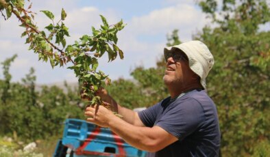Gürün’de 15 bin ağaçta tek bir meyve bile yok! ‘Zarar 2 yılı kapsar….’