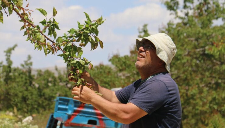Gürün’de 15 bin ağaçta tek bir meyve bile yok! ‘Zarar 2 yılı kapsar….’