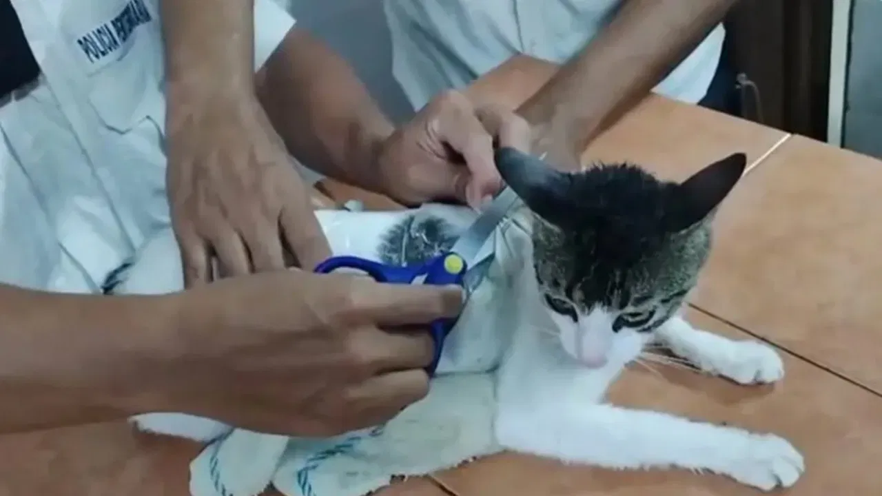 Hapishanede nefes kesen operasyon… Uyuşturucu taşıyan kedi ‘suçüstü’ yakalandı!