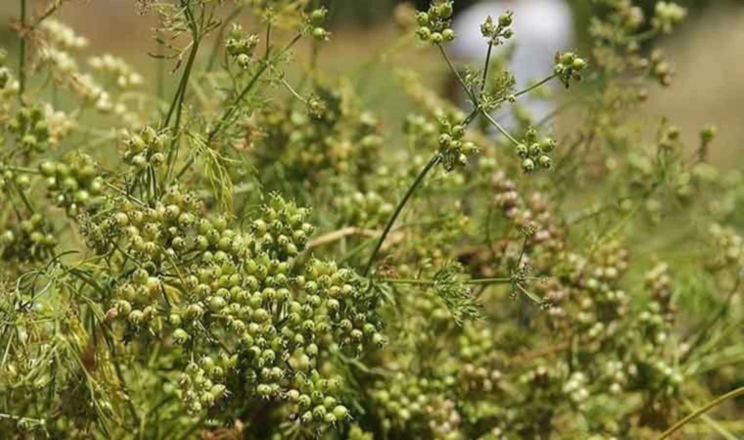 Hasadı Konya’da başladı: Sarp yamaçlarda topluyorlar, zamanla yarışıyorlar! Demeti 100 lira