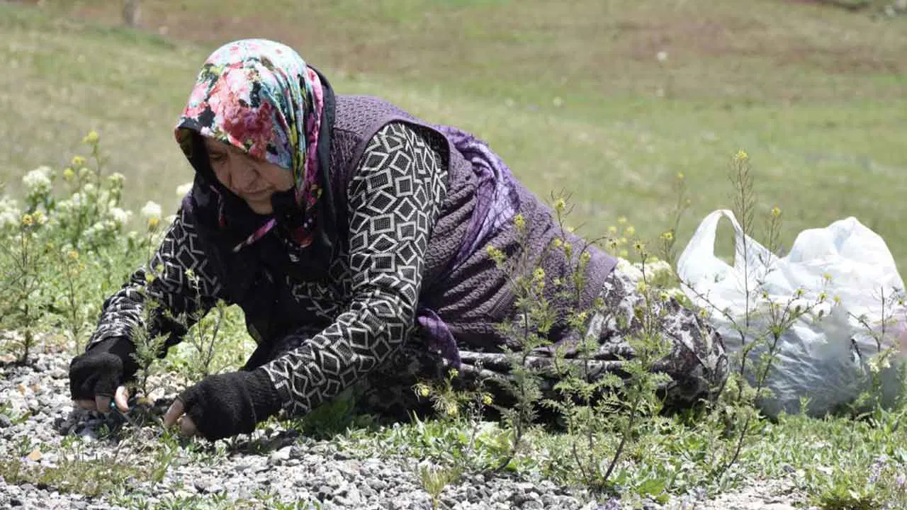 Hasadı zahmetli olsa da Sivaslıların vazgeçilmezi: Köy köy gezip toplanıyor: Kilosu 150 TL’den satılıyor….