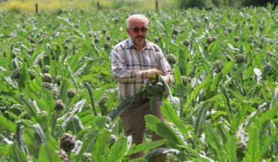 Hasanağa’da hasat başladı: Siparişleri şubat ayında alındı! Tanesi 70 lira…