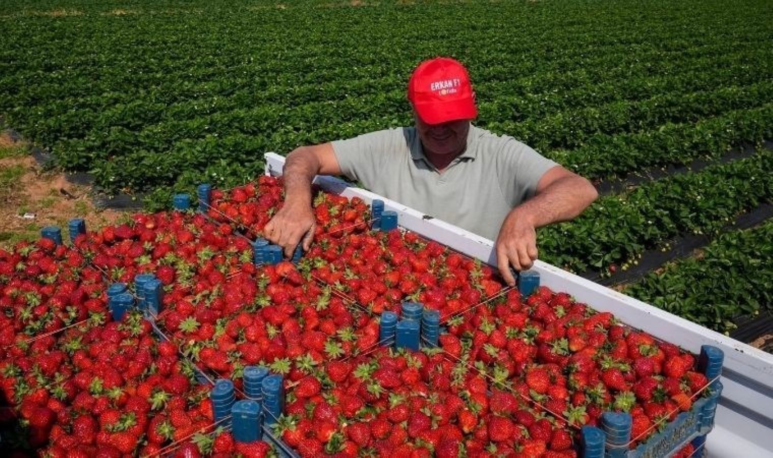 Hasat 15 gün gecikmeli başladı: Markette kilosu 130 TL