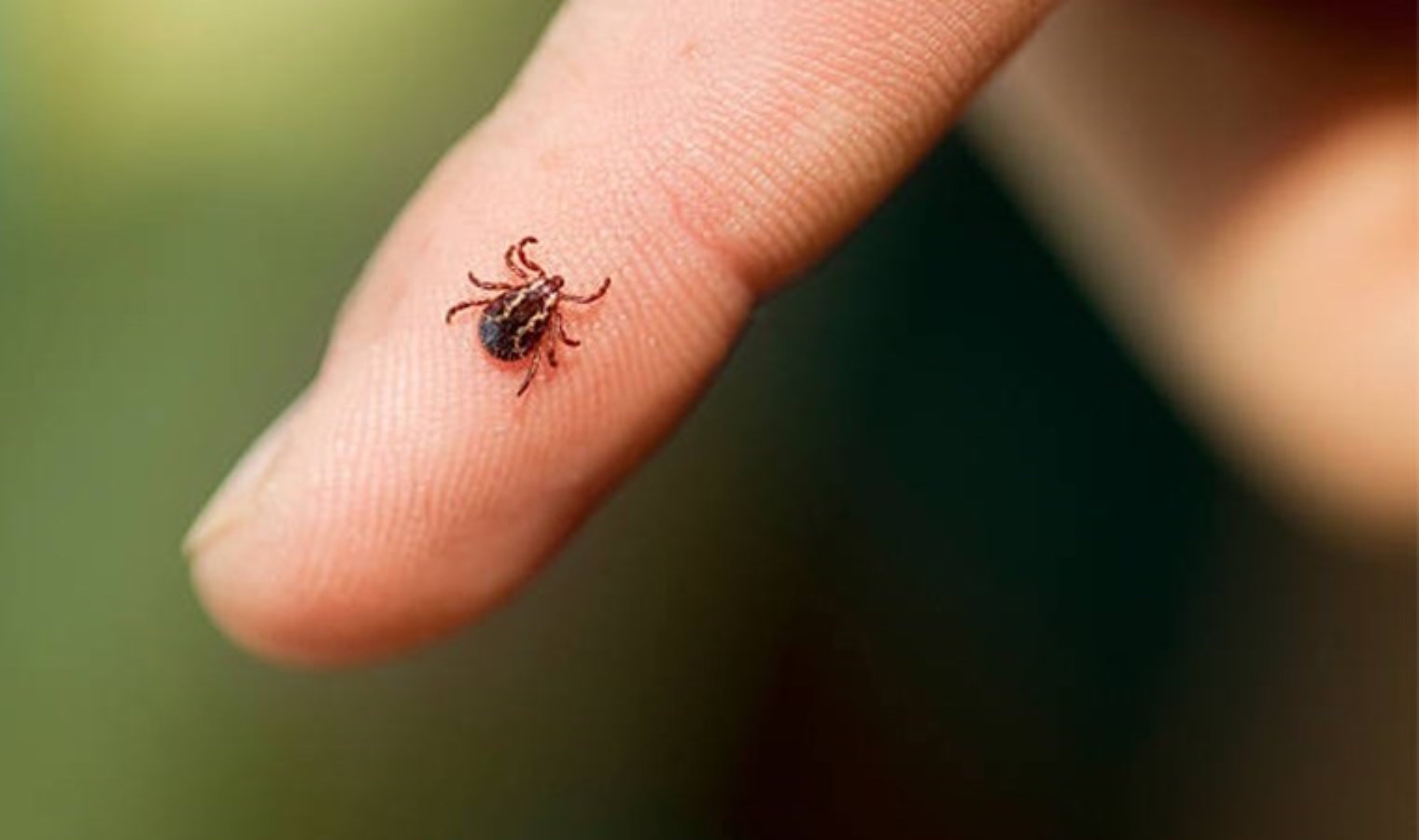 Havalar ısındı, tehlike başladı: KKKA virüsü bulaştıran kenelere dikkat!