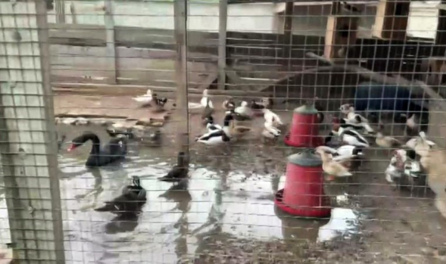 Hayvanat bahçesi gibi ev: Evinden çıkanlar hayrete düşürdü