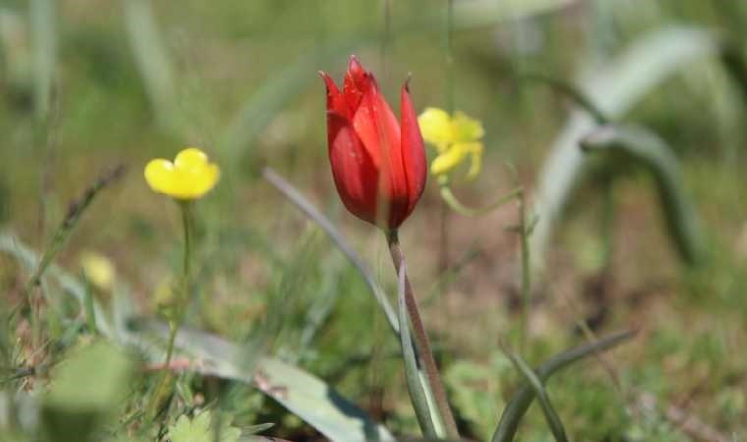 Her yıl 10 gün boyunca canlı kalabilen Manisa lalesi için genetik çalışma