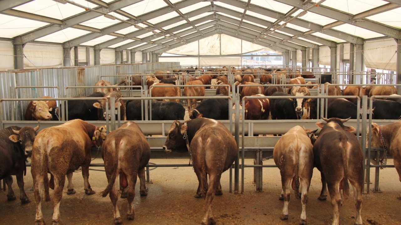 İBB’den Kurban Bayramı için 4 modern tesis… Kurbanlıklar 22 Mayıs’tan itibaren İstanbul’da olacak