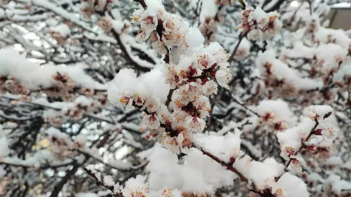 İbrahim Yumaklı: Tarihimizin en büyük ‘zirai don’ olaylarından birini yaşadık