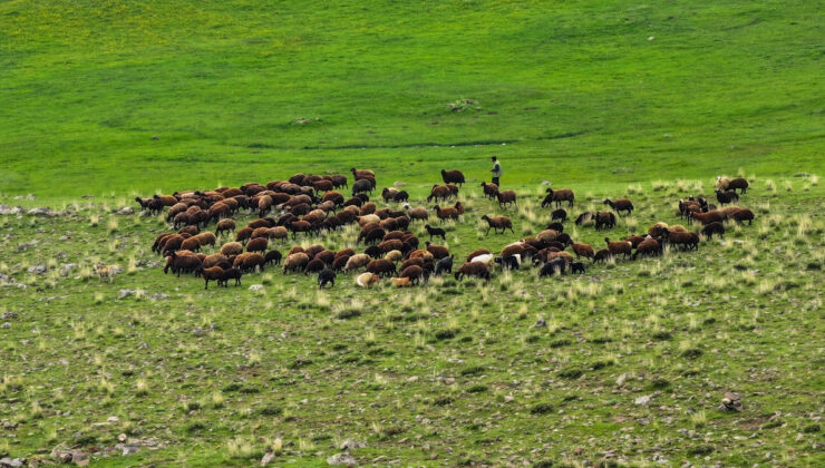 Iğdır’da 10 bin dönümlük meralar çiftçilere sunuldu
