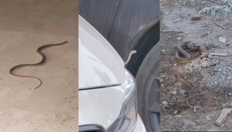 İnegöl ilçesini yılanlar bastı… Belediyeden yurttaşlara kritik uyarı!