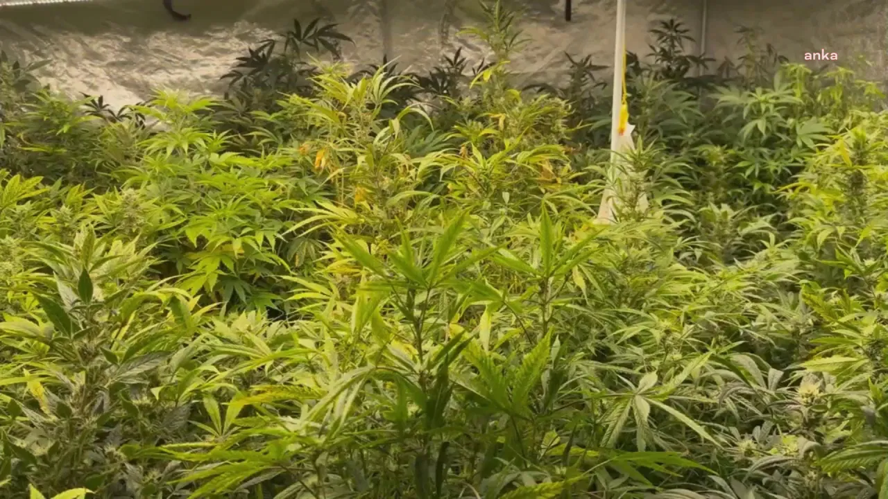 İzmir’de uyuşturucu operasyonu: 234 Kök kenevir ve 3 kilo 745 gram esrar ele geçirildi