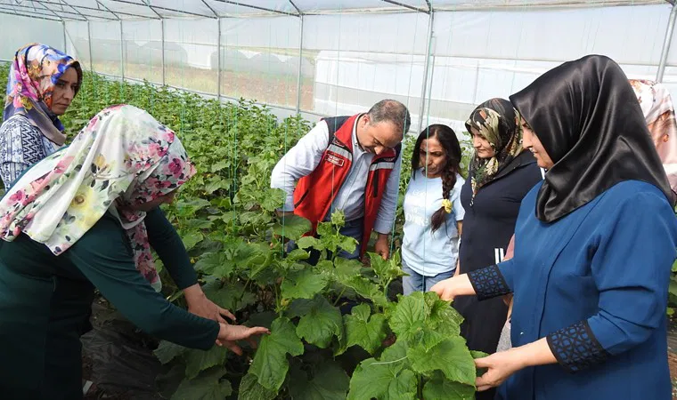 Kadınlar tarafından yetiştiriliyor: Günlük 500 kilo ürün alınıyor…