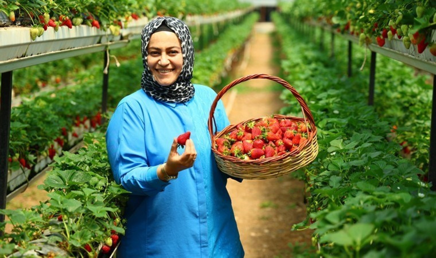 Kahramanmaraş’ta örneği yok: Topraksız yetişiyor, hasadını müşteriler yapıyor!