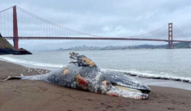 Kaliforniya’da bir haftada 6 gri balina ölü bulundu