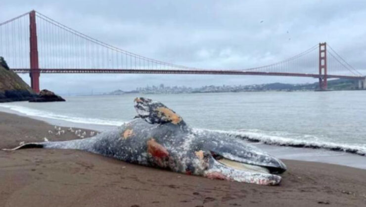 Kaliforniya’da bir haftada 6 gri balina ölü bulundu
