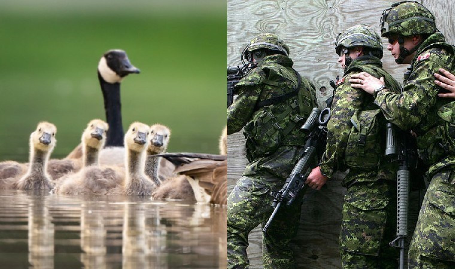 Kanada ordusu ‘kaz alarmı’ yayınladı