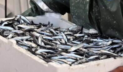 Karadeniz’de balık stokları azalıyor: KTÜ’den açıklama…