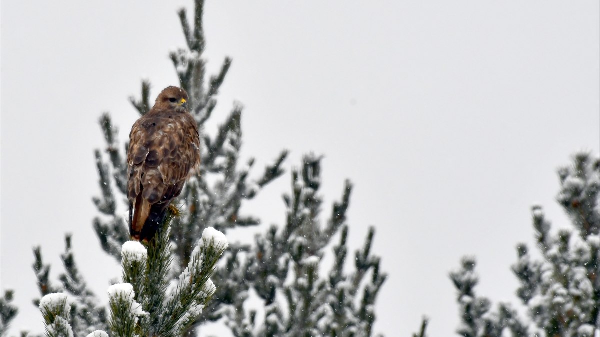 Kars, Van, Hakkari ve Gümüşhane’de kar etkili oldu