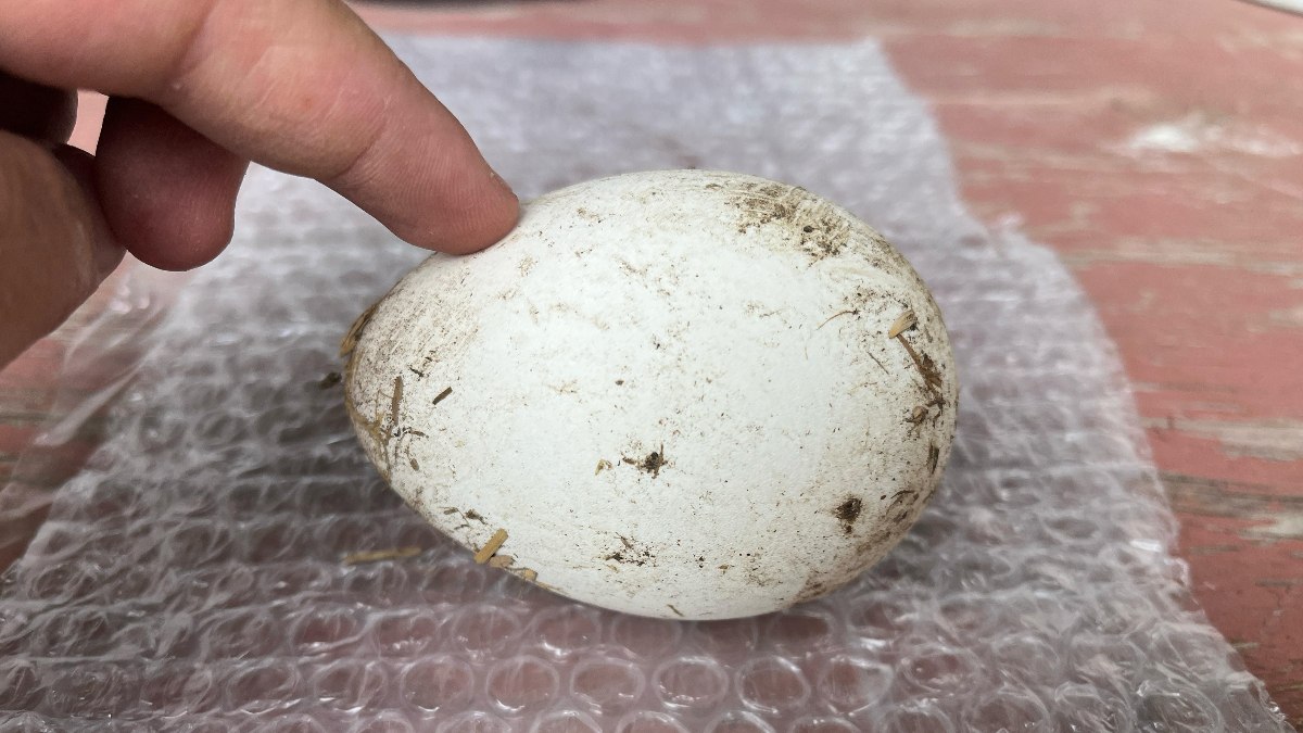 Kastamonu’da kaz yumurtası çiftçilerin gelir kapısı oldu