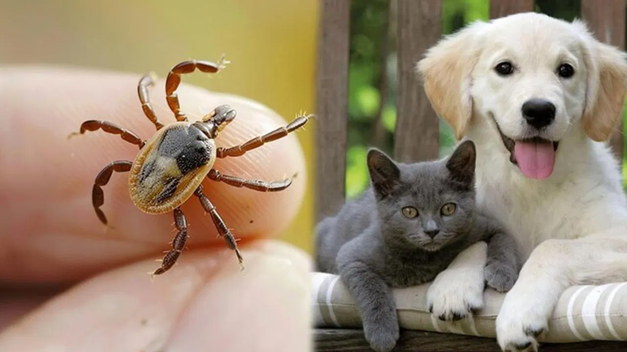 Kenelerin evcil hayvanlarla yayılmasına karşı uyarı