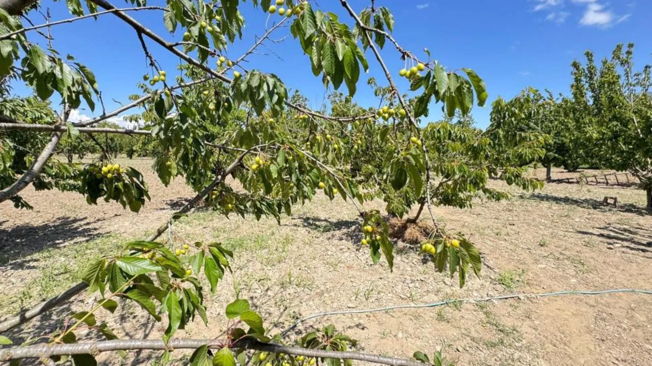 Kirazlı’da hasat geç başladı: Ağaçlarda meyve neredeyse yok….