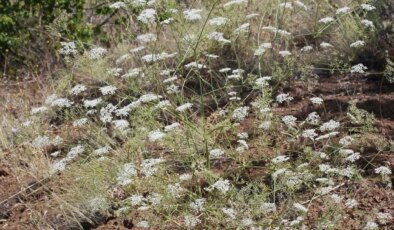 Konya’da yeni bir ‘anason’ türü keşfedildi: Profesörün ismi verildi