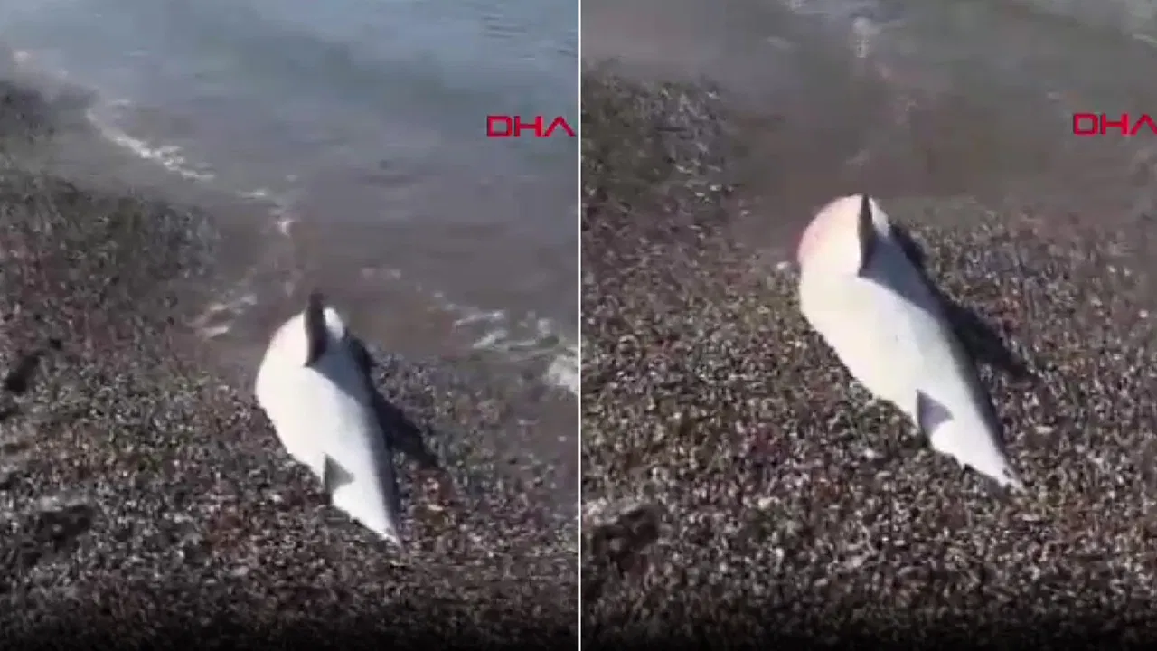 Köpek balığı ölüsü kıyıya vurdu!