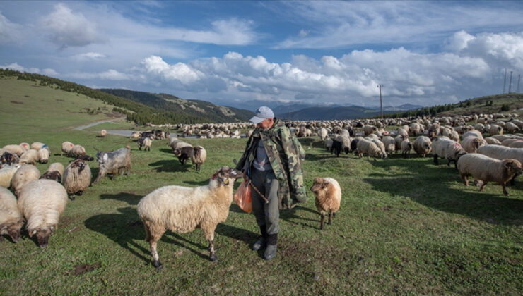 Küçükbaş hayvan üreticilerine 3,9 milyar liralık destek