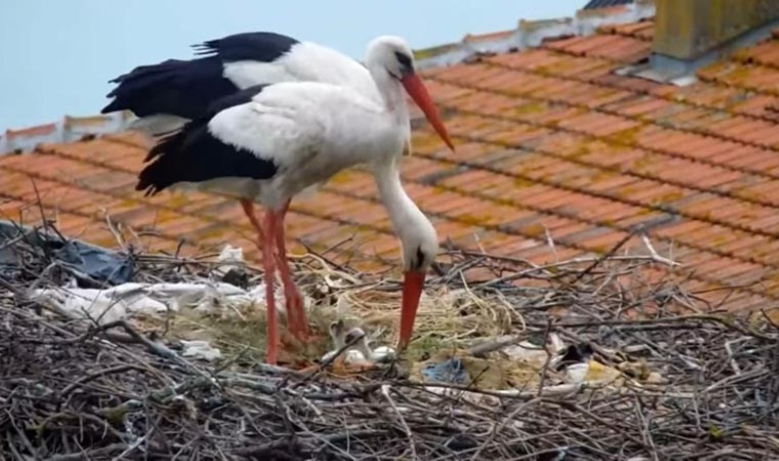 Kuluçkaya yatan Yaren leylekten müjdeli haber