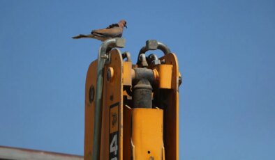 Kumru yuvası bozulmasın diye 17 gündür kepçeyi çalıştırmıyor: ‘Bu kuşun yuvasını yıkacağıma benim kepçem aylarca yatsın’