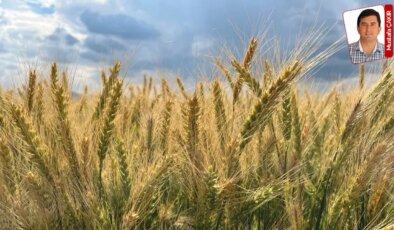 Kuraklıkla boğuşan çiftçi bu yıl buğday fiyatının yüksek açıklanmasını istiyor