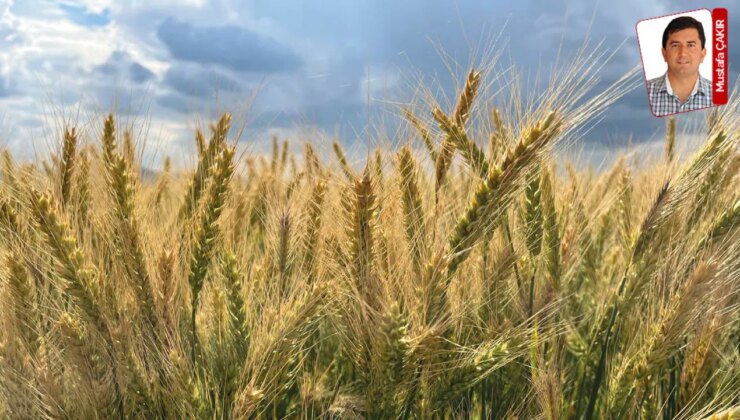 Kuraklıkla boğuşan çiftçi bu yıl buğday fiyatının yüksek açıklanmasını istiyor