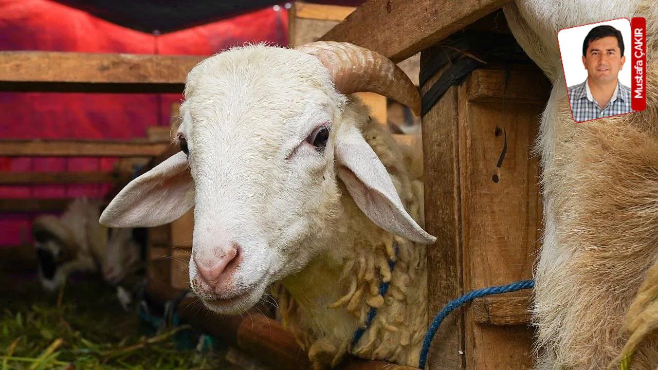 Kurban Bayramı yaklaşırken fiyatlara yetişilmiyor: Ette 7 yılda devasa artış!