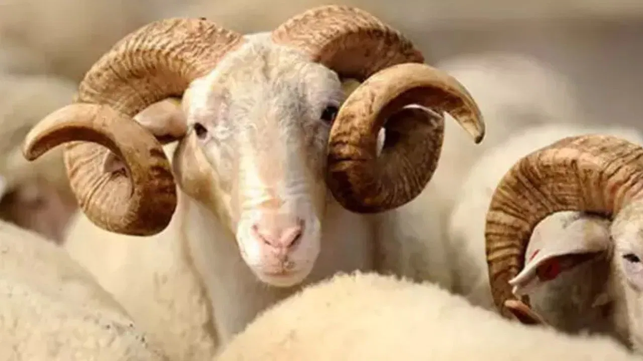 Kurban Bayramı’na kaç gün kaldı? Kurban Bayramı ne zaman? Bayram tatili kaç gün?