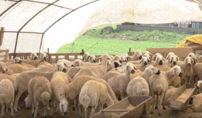 Kurban Bayramı’na sayılı günler kala kurban pazarlarında besiciler: Maliyetler yüksek, talep az