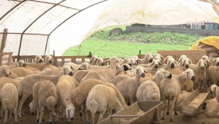 Kurban Bayramı’na sayılı günler kala kurban pazarlarında besiciler: Maliyetler yüksek, talep az