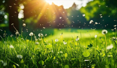 Küresel sıcaklıklar etkiledi: Polen mevsimi uzadı