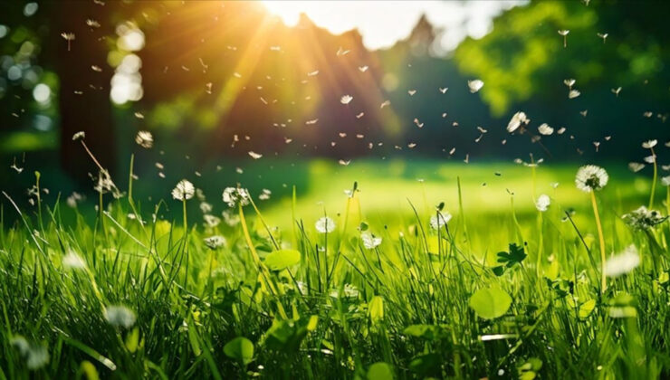 Küresel sıcaklıklar etkiledi: Polen mevsimi uzadı