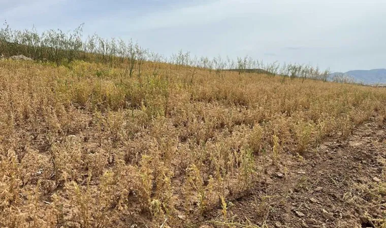 Kurtalan’da hasat başladı:  Boyu geçen yıllara göre daha kısa