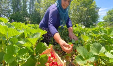Kuyulu’da hasat sabahın ilk ışıkları ile başlıyor: Açılışı kilo 90 lira!