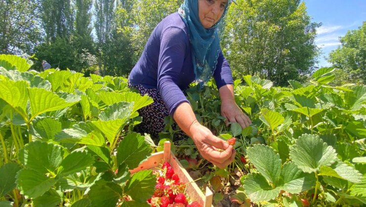 Kuyulu’da hasat sabahın ilk ışıkları ile başlıyor: Açılışı kilo 90 lira!